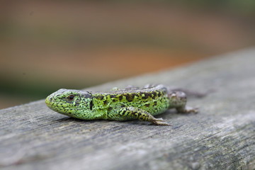 lizard