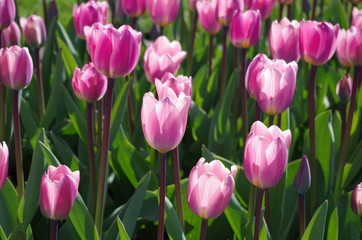 Pink tulips in the bright sun in springtime