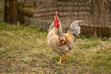 Colorful rooster in a rural courtyard in early spring