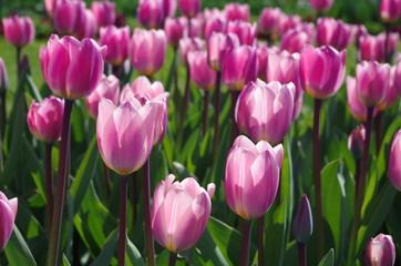 Bright pink tulips in spring in the sun