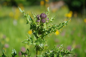 Purple thistle in bright sunlight ready to flourish