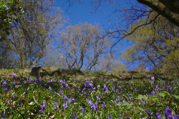 bluebells in the woods