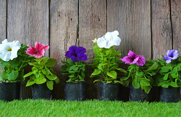 Petunias, colorful petunia flowers on the artificial grass