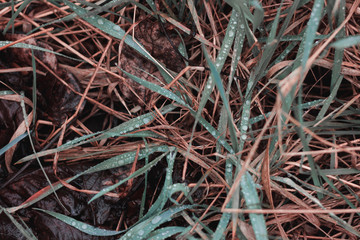 Drops on the grass. Plants after rain
