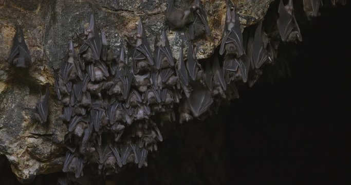 Great shot of a colony of fruit bats hanging upside inside a cave during the day. The flying foxes sleep and groom one another