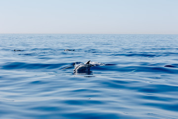 Delphin an der französischen Mittelmeerküste © Susann