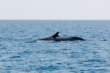 Finnwal an der französischen Mittelmeerküste