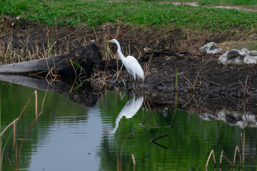 Egret
