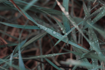 Drops on the grass. Plants after rain