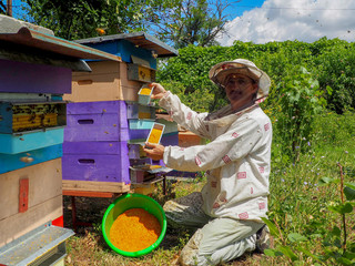 beekeeper in the apiary near the hives collects bright orange flower pollen