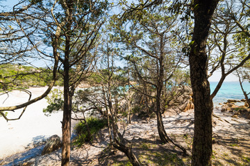 under the shade of pine trees in Capriccioli