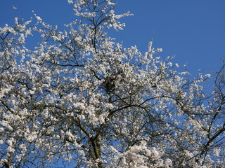 spring tree