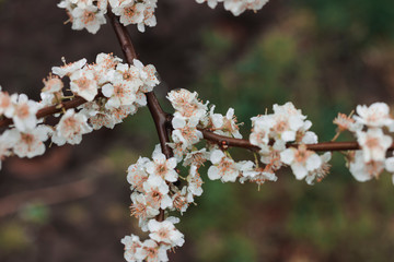 Flowering cherry plum. Branch with white flowers. Springtime 