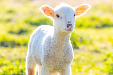 Young cute lamb on fresh spring meadow, closeup © Milan Noga reco