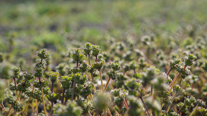 wonderful plants in the spring meadow on a beautiful day