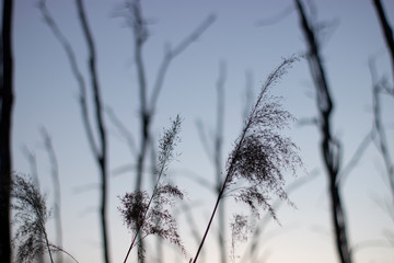 sunset in wild nature
