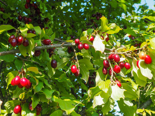 green tree with red dogwood berries on the branches