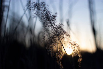 sunset in wild nature
