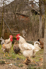 A couple of colorful roosters and hens in a courtyard in village