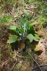 foxglove Digitalis purpurea in woods