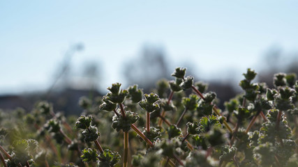 wonderful plants in the spring meadow on a beautiful day