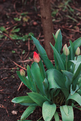 Macro photo of green closed buds of tulips