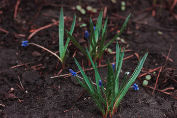 Flowering muscari. Blue little flowers