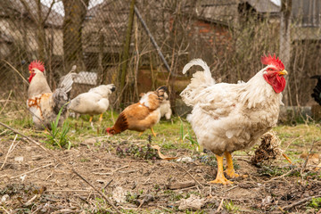 Naklejka na ściany i meble A couple of colorful roosters and hens in a courtyard in village