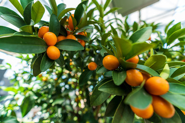 Close-up of a mandarin tree with ripe fruits