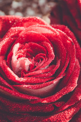 Big red rose macro