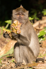 Macaque eating pineapple in Khao Sok National Park, Thailand