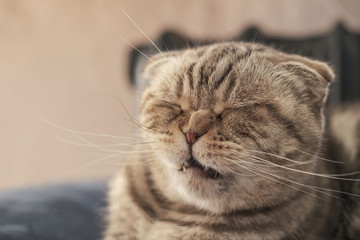Cute cat Scottish Fold is about to sneeze, so she has a wrinkled nose and a funny muzzle.