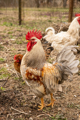 A couple of colorful roosters and hens in a courtyard in village