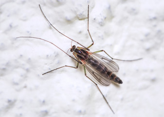 Buzzer midge (Chironomus plumosus). Chironomus plumosus larvae are the most natural aquarium fish food