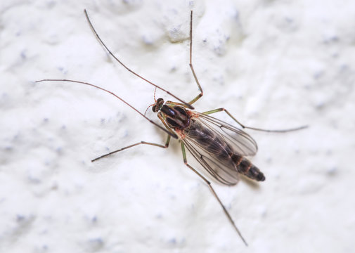 Buzzer midge (Chironomus plumosus). Chironomus plumosus larvae are the most natural aquarium fish food