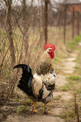 Colorful rooster in a rural courtyard in early spring