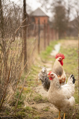 A couple of colorful roosters and hens in a courtyard in village