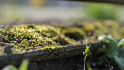 small green grows begins its life in spring