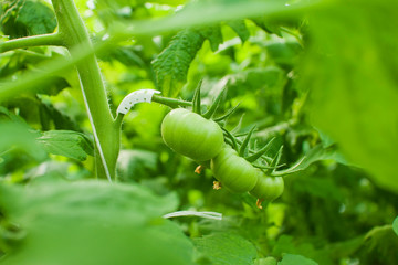 Tomatoes plants growing inside a modern greenhouse