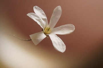 Beautiful  flower - White magnolia, Magnolia salicifolia