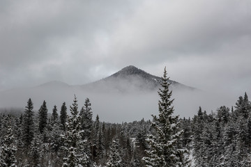 Snowy Pines in the mountains and fog