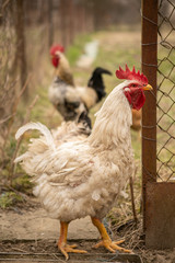 White rooster in a rural courtyard in early spring