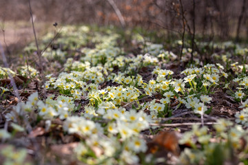 moss