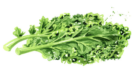 Green kale salad  leaf vegetable. Watercolor hand drawn illustration, isolated on white background - obrazy, fototapety, plakaty