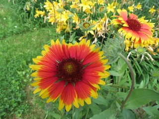 Kokardenblume