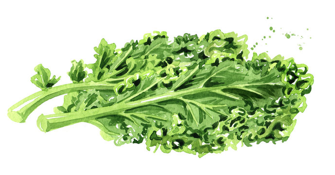 Green kale salad  leaf vegetable. Watercolor hand drawn illustration, isolated on white background