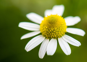 Obraz premium Close up of daisy blossom.