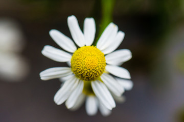 Obraz premium Close up of daisy blossom.