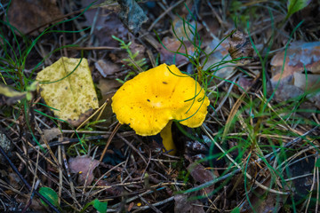 Mushroom in the forest