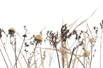 Dry field plants: flowers, twigs, branches and grass with seeds isolated on white background and texture, clipping path © dule964